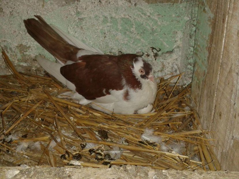  - galateni matca 2017