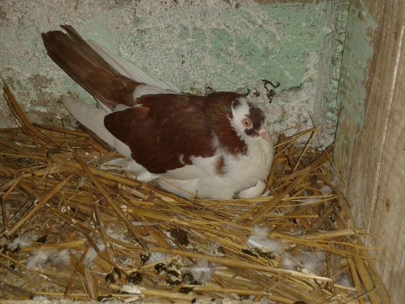  - galateni matca 2017