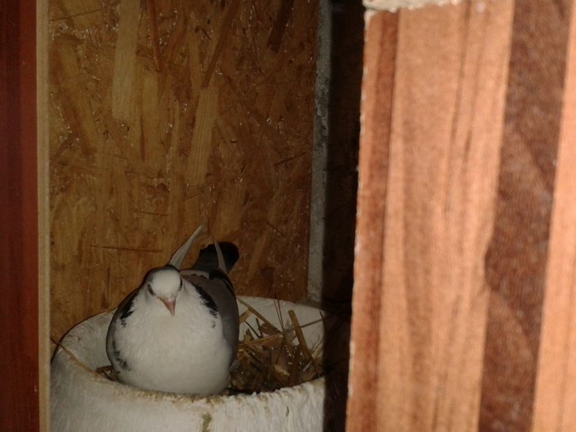  - galateni matca 2017