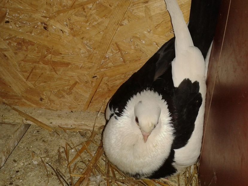  - galateni matca 2017