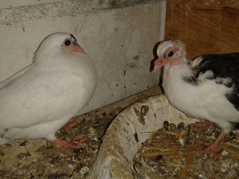  - noua generatie2017