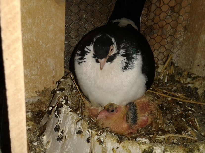  - galateni matca 2017