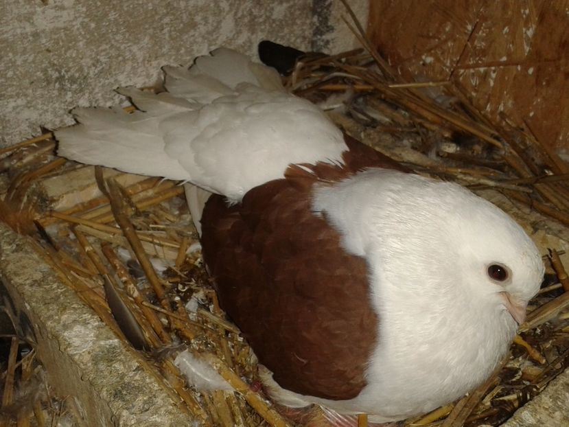  - jucatori de tangarog matca 2017