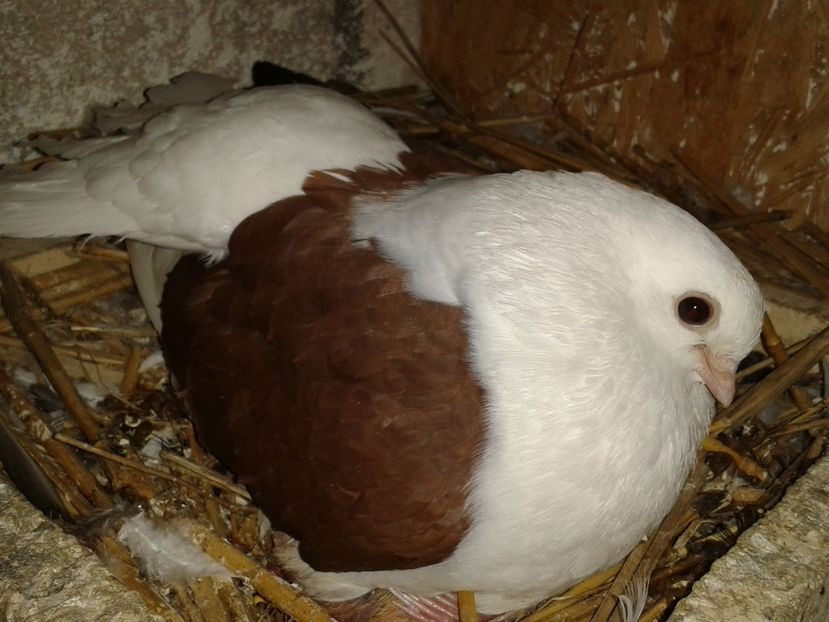  - jucatori de tangarog matca 2017