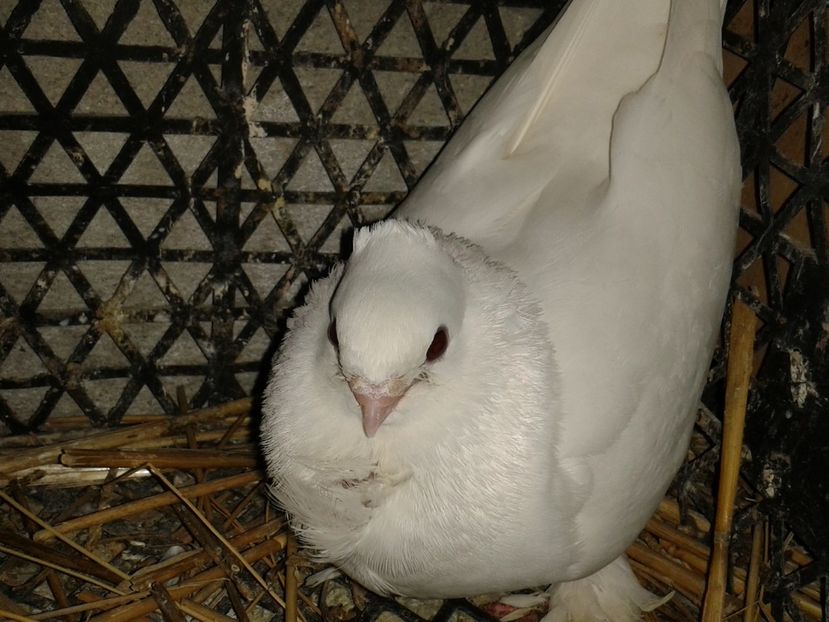  - noua generatie2017