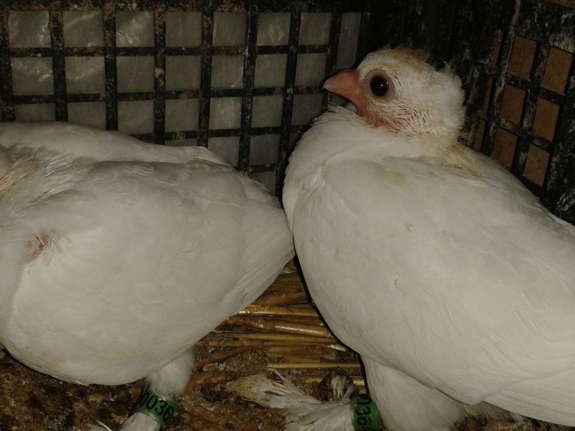  - noua generatie2017