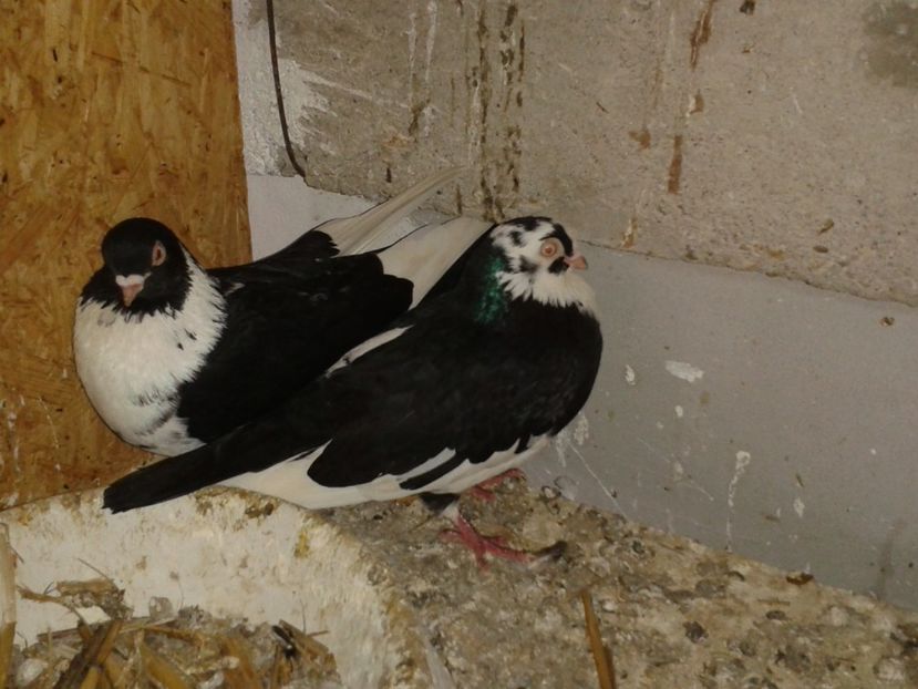  - galateni matca 2017