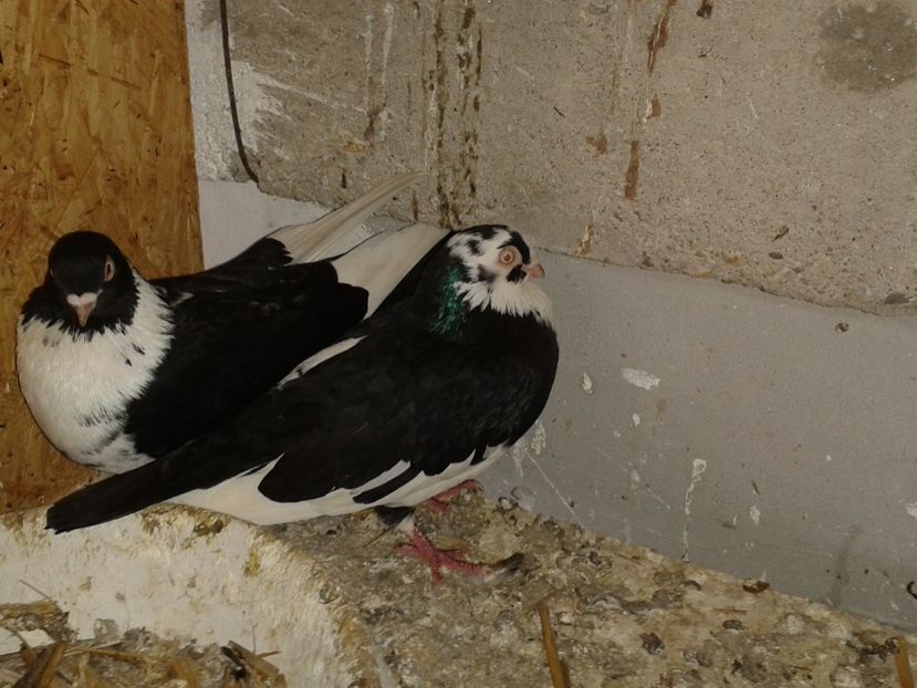  - galateni matca 2017