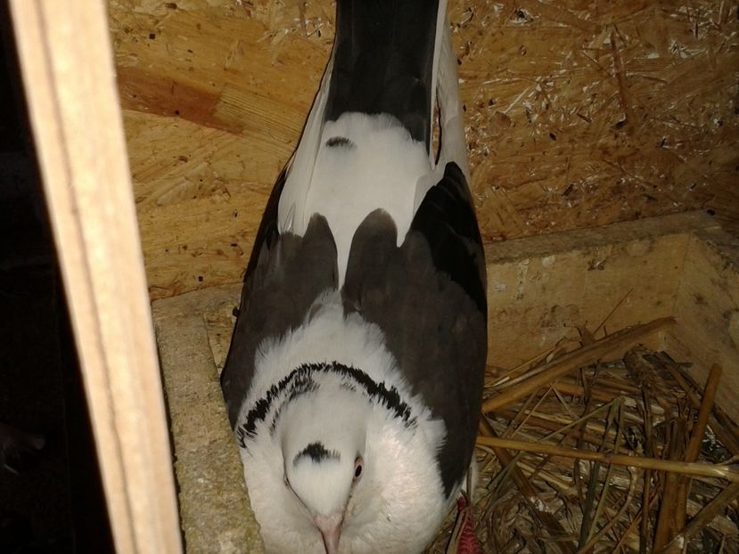  - galateni matca 2017