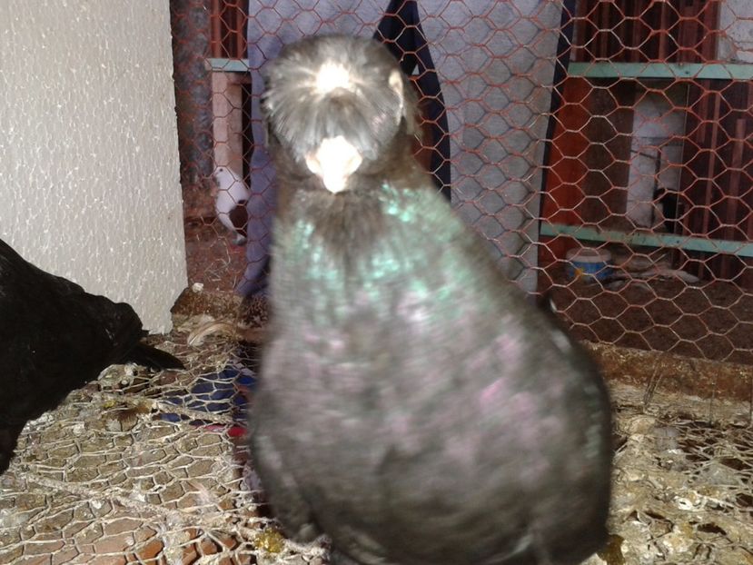  - noua generatie2017