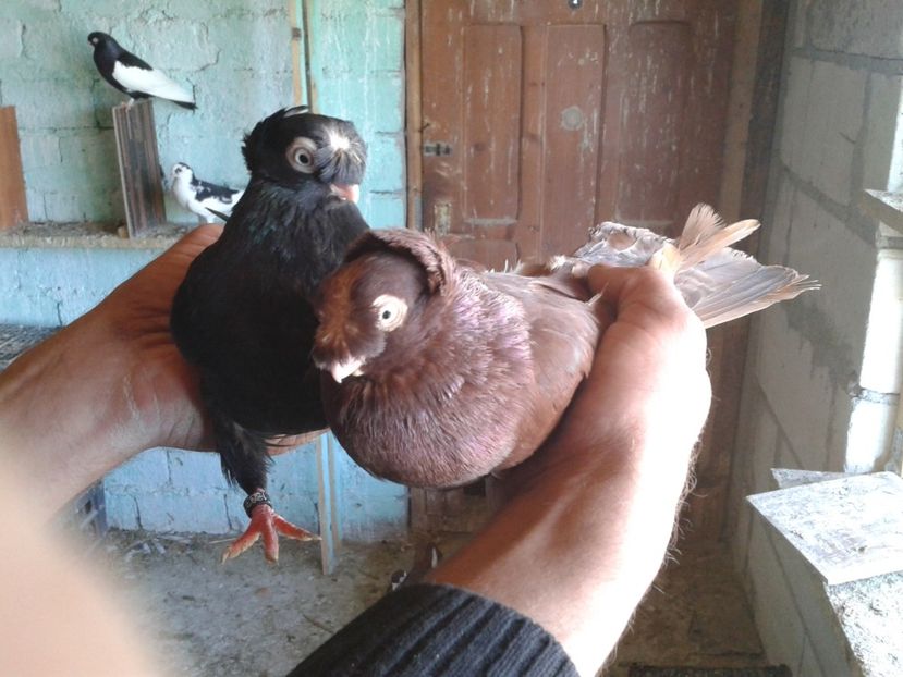  - noua generatie2017