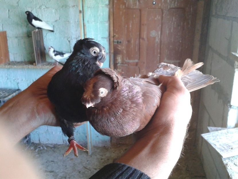  - noua generatie2017