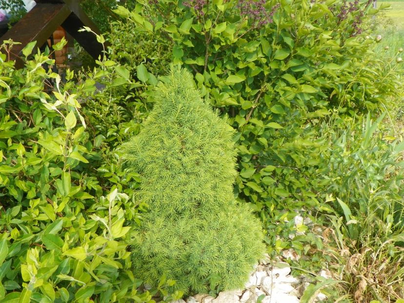 picea glauca conica - z-Dobarland 2017