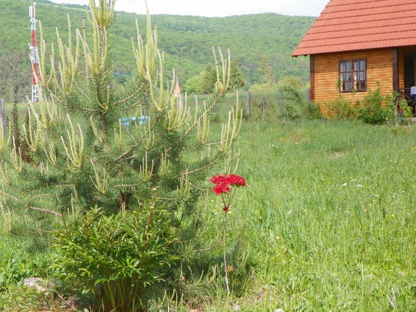 19 mai (85) - z-Dobarland 2017