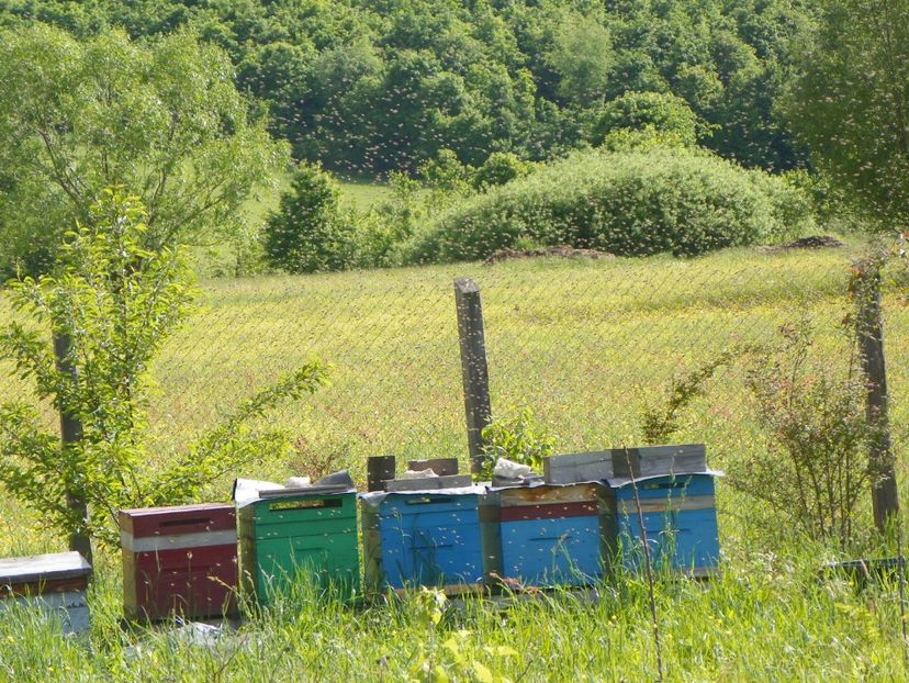 roirea albinelor - z-Dobarland 2017