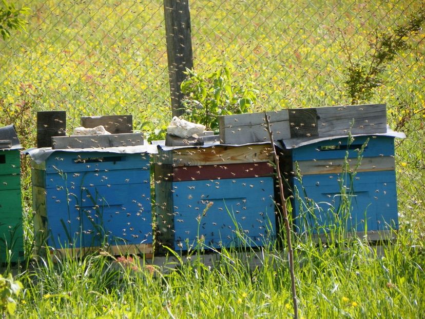 19 mai (99) - z-Dobarland 2017