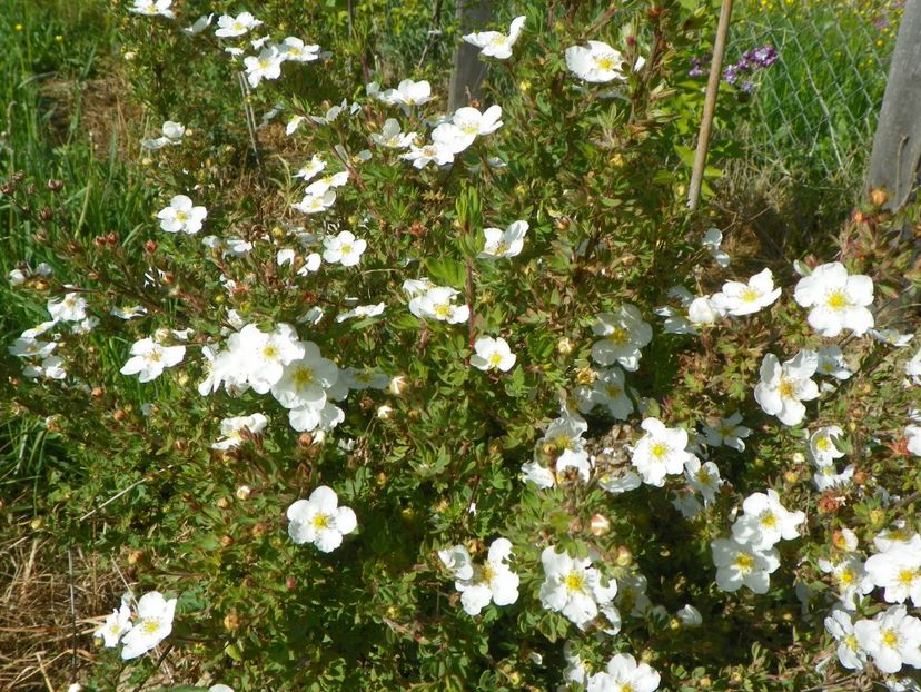 potentilla Abbotswood - z-Dobarland 2017