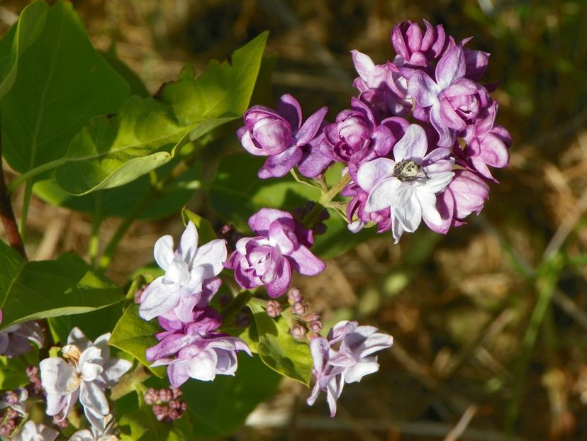 syringa Taras Bulba - z-Dobarland 2017