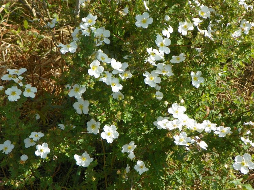 potentilla Abbotswood - z-Dobarland 2017