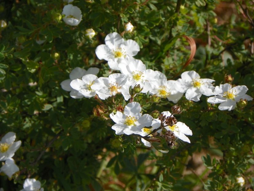 potentilla Abbotswood - z-Dobarland 2017