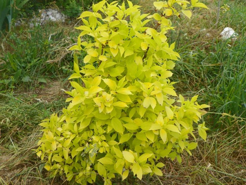 philadelphus aureus - z-Dobarland 2017
