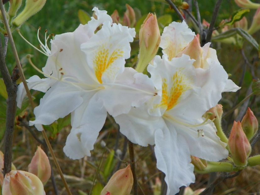 azalea Schneegold - z-Dobarland 2017
