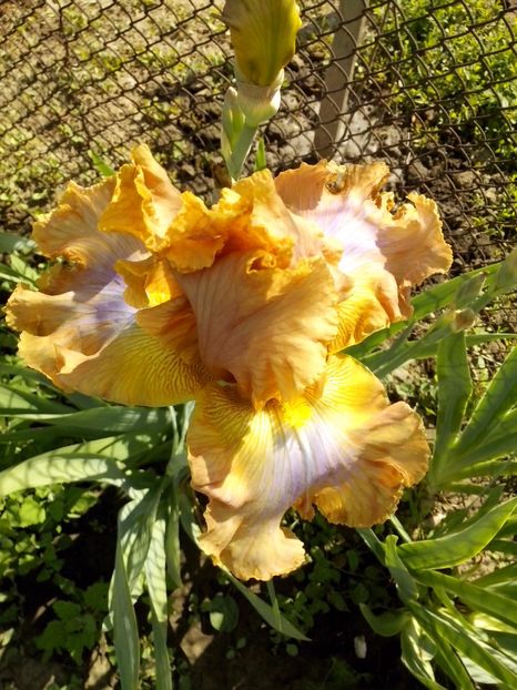 sheer poetry - IRISI