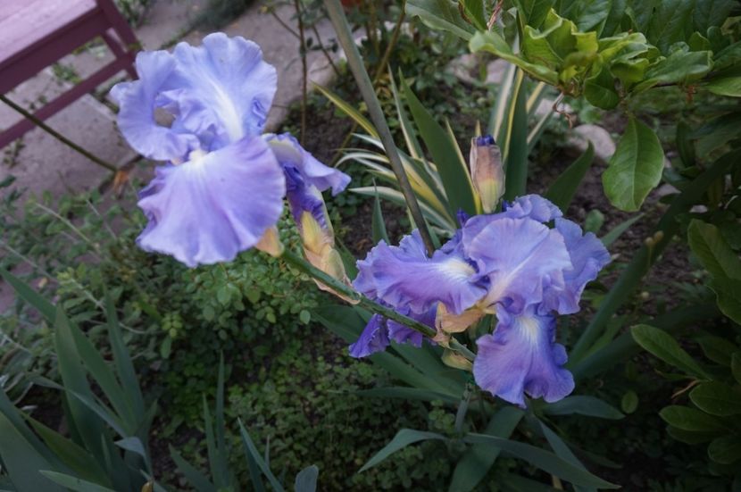 Saphire Hill - Irisi 2017