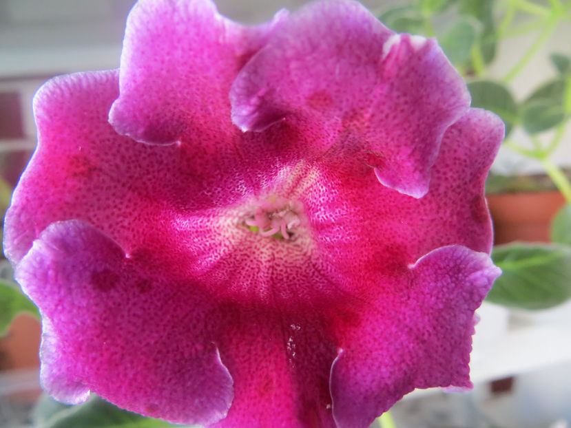 Tigrina  ??superba - gloxinii 2017