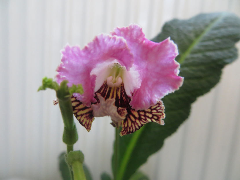  - streptocarpusi 2017