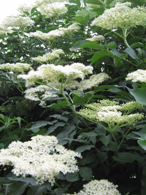 soc - A-A Gradina de legume -fructe-plante aromatice si medicinale 2017