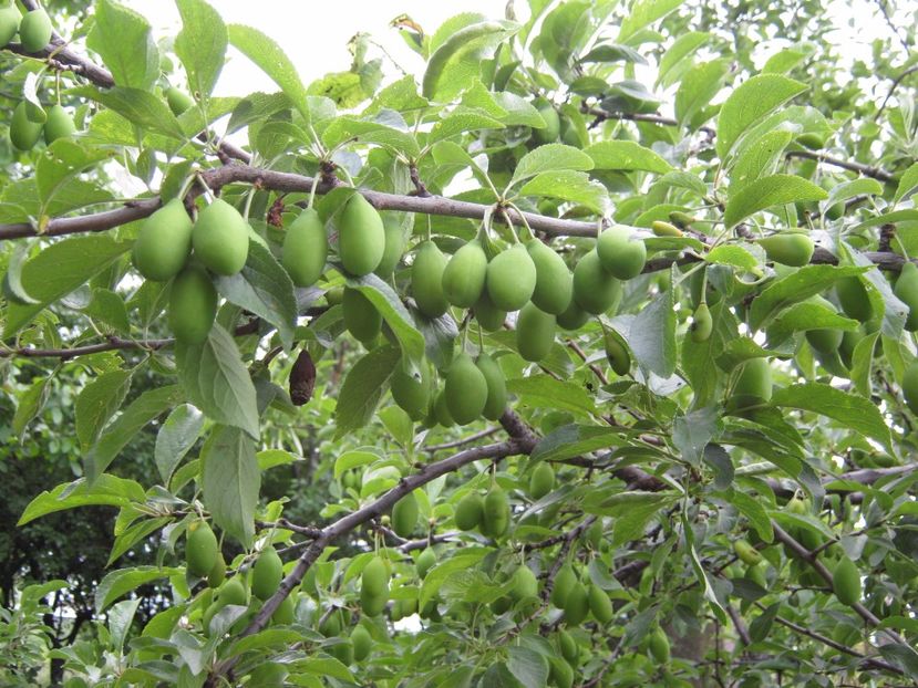  - A-A Gradina de legume -fructe-plante aromatice si medicinale 2017