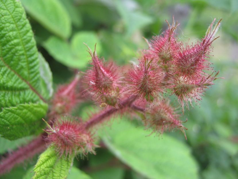  - A-A Gradina de legume -fructe-plante aromatice si medicinale 2017