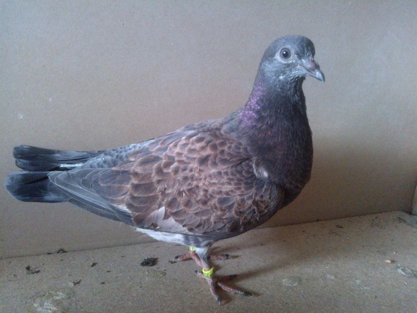  - pierduti la primul zbor