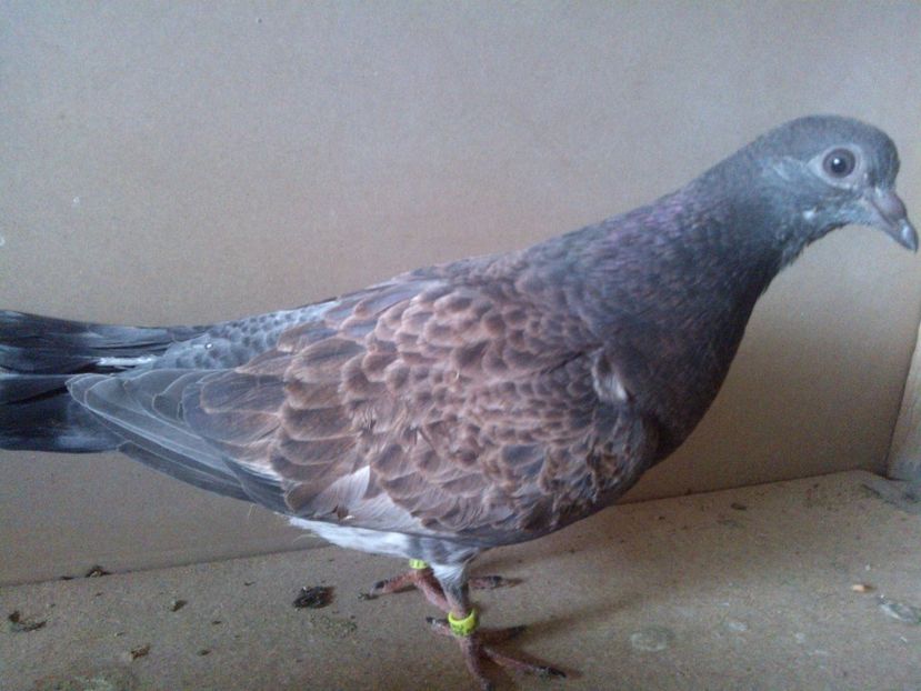  - pierduti la primul zbor