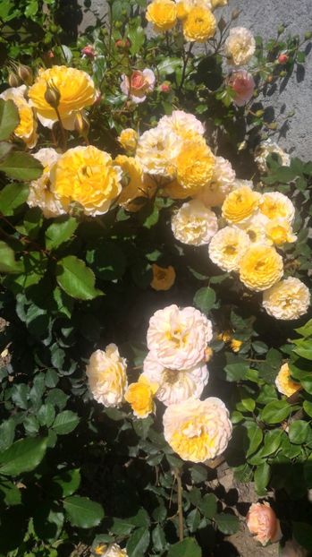 P_20170521_120147 - Ellen