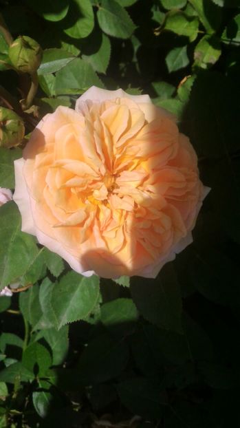 P_20170521_120126 - Ellen