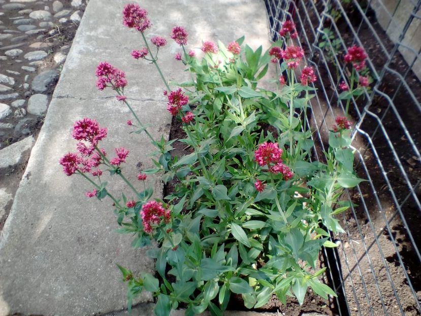 21 05 2017 - Centranthus ruber red