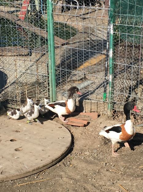 Sintem 9 frati si inelati  si zburamtoti - Califar Alb