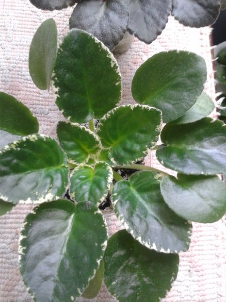 15 mai - AA VIOLETE de COLECTIE