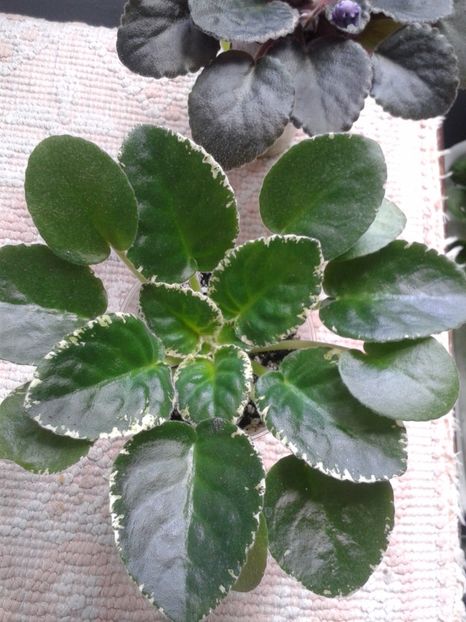 15 mai - AA VIOLETE de COLECTIE