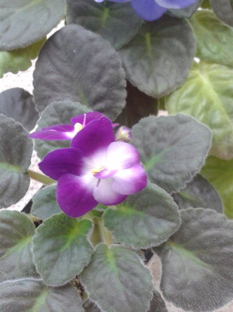 15 MAI - AA VIOLETE de COLECTIE