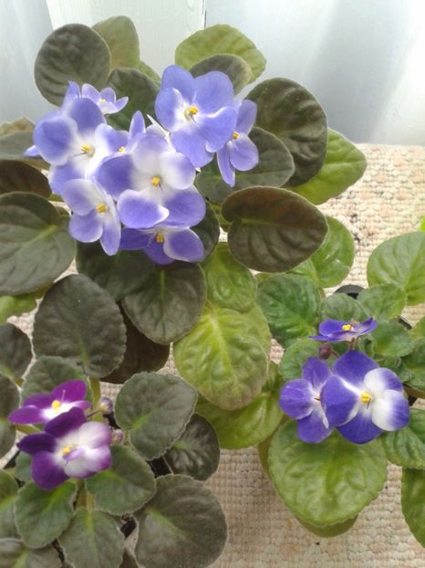 15 MAI - AA VIOLETE de COLECTIE