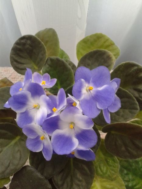 15 MAI - AA VIOLETE de COLECTIE