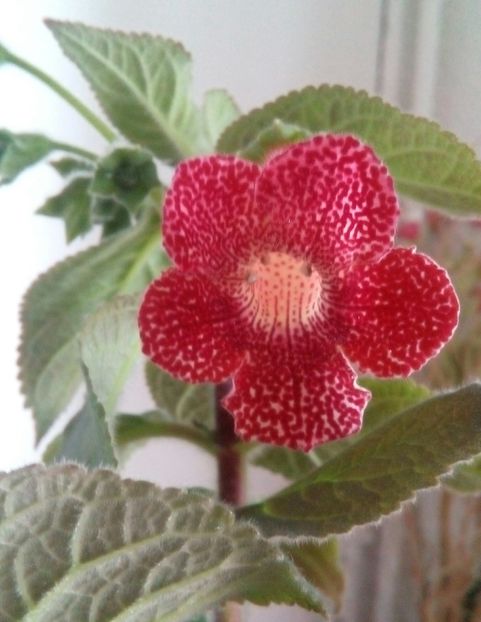 Kohleria Sciadotydea - Flori 2017