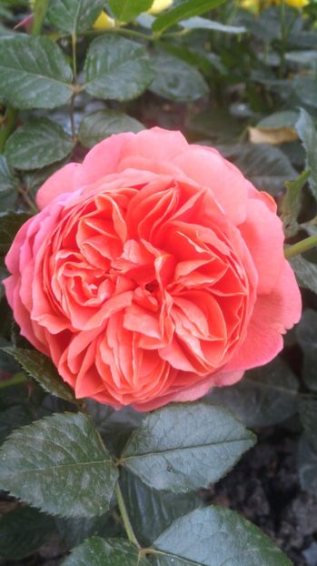 P_20170521_102820 - Summer Song   26