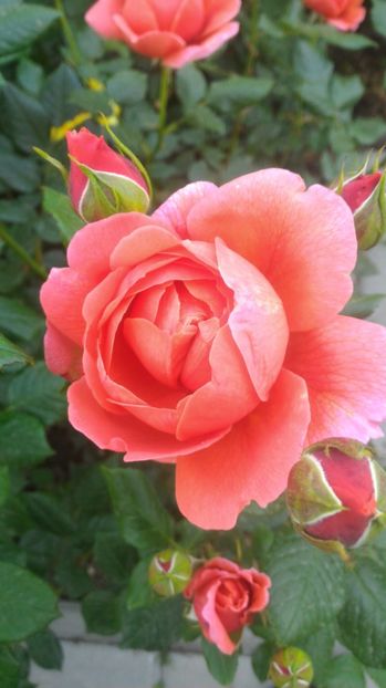 P_20170521_102748 - Summer Song   26