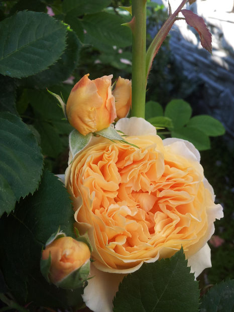  - Crown Princess Margareta