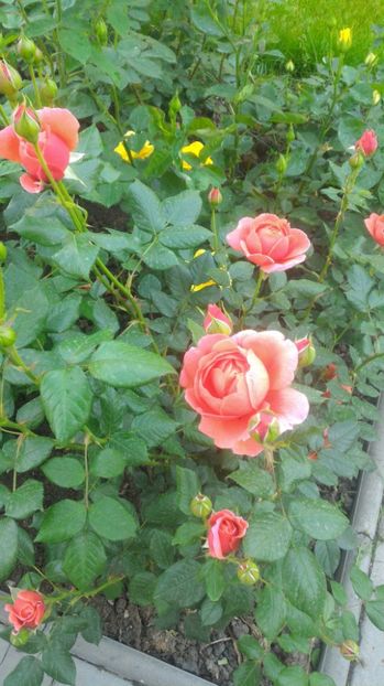 P_20170521_102743 - Summer Song   26