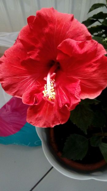 P_20170520_ - Hibiscus